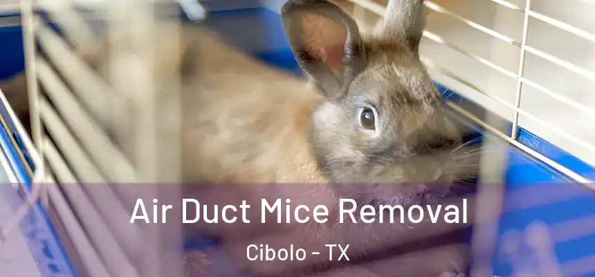  Air Duct Mice Removal Cibolo - TX