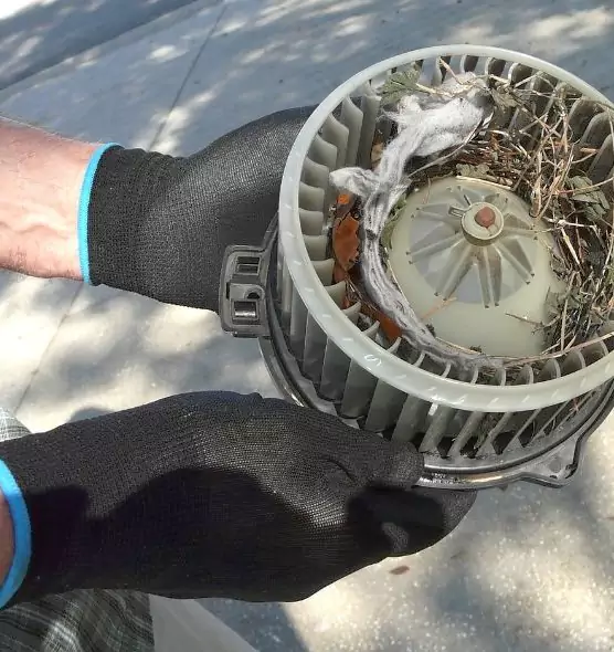 About Air Duct Mice Removal in Cibolo, TX